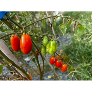 悠閒農家-新鮮小番茄