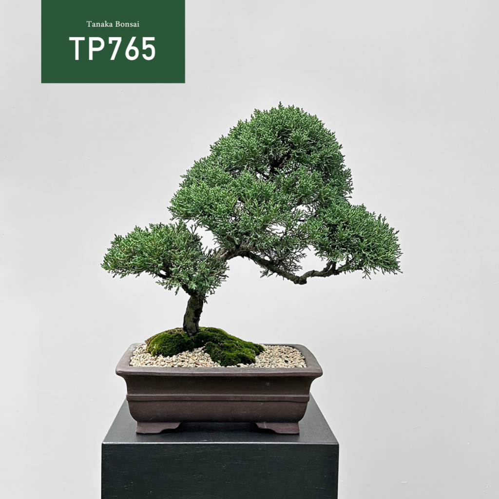 【Tanaka Bonsai】TP765 紀州真柏/鐵柏盆景｜松柏盆栽