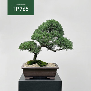 Tanaka Bonsai】TP765 紀州真柏/鐵柏盆景｜松柏盆栽- FindPrice