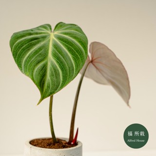 圓柄錦緞蔓綠絨│Philodendron gloriosum│福所栽│水泥盆器│窗邊植物│觀葉植物│綠化植栽