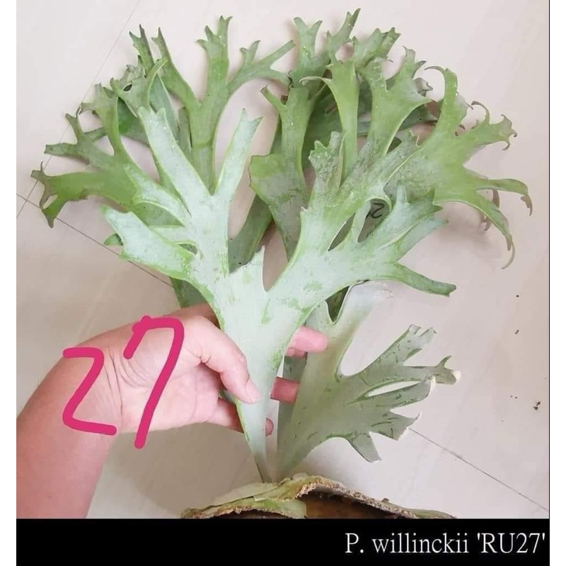爪哇 RU27鹿角蕨🦌! 激白可愛短手指 圖一為母本 圖二-四為販售側芽