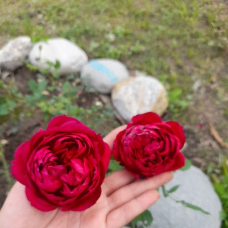 ［拈花惹草玫瑰苗］（秋日胭脂）月季 薔薇 玫瑰花 3～4吋盆