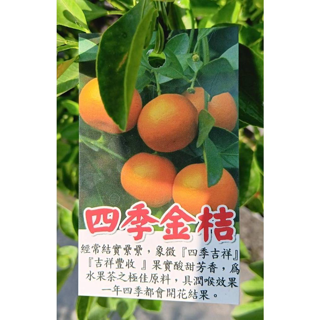 ╭☆東霖園藝☆╮柑橘苗--四季金桔--金桔檸檬的原料..另有金棗.日本甜桔