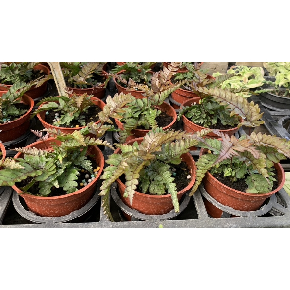 一禪種苗園-植株雅緻/淨化空氣&lt;紅鳳尾蕨&gt;蕨類植物-3吋盆