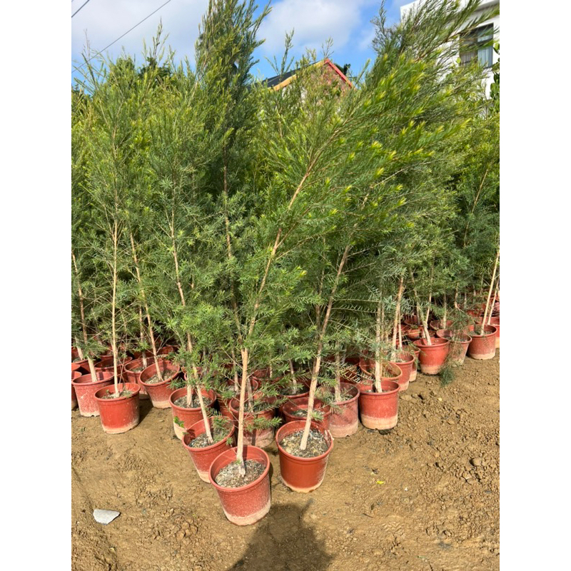 澳洲茶樹盆苗1米以上