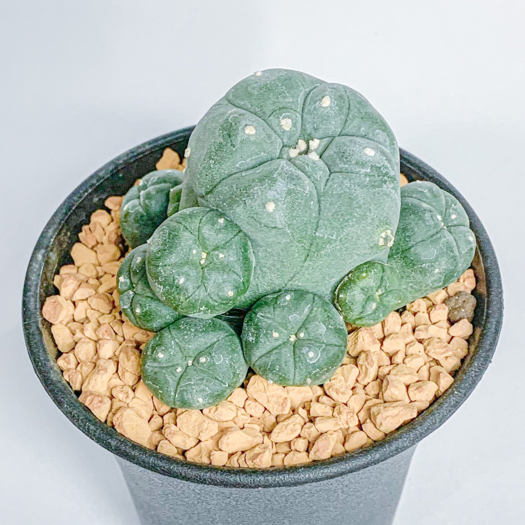 『Succulents』子吹烏羽玉🪶