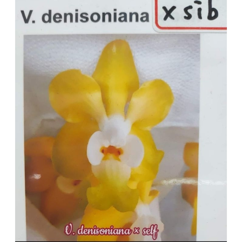 丹尼森萬代蘭V.denisoniana xsib