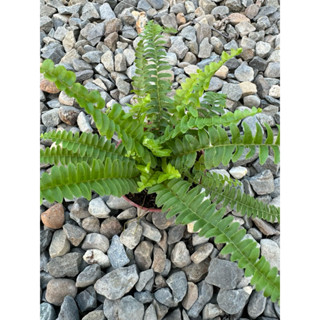植系青屬-波士頓蕨/觀葉植物/室內植物/蕨類/三吋盆