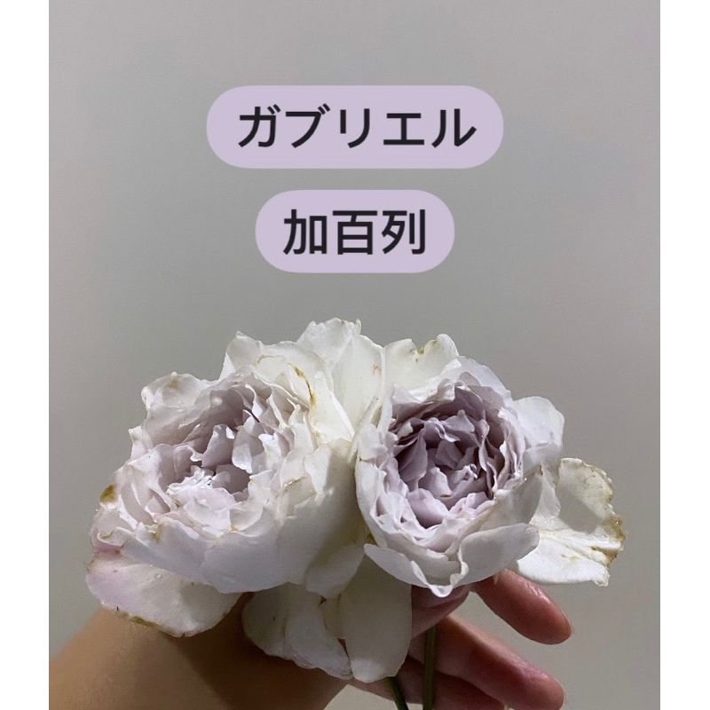 （樹玫盆 自根盆 請聊聊報價）加百列 玫瑰花月季 植株盆 樹玫瑰盆栽 紫色 白色