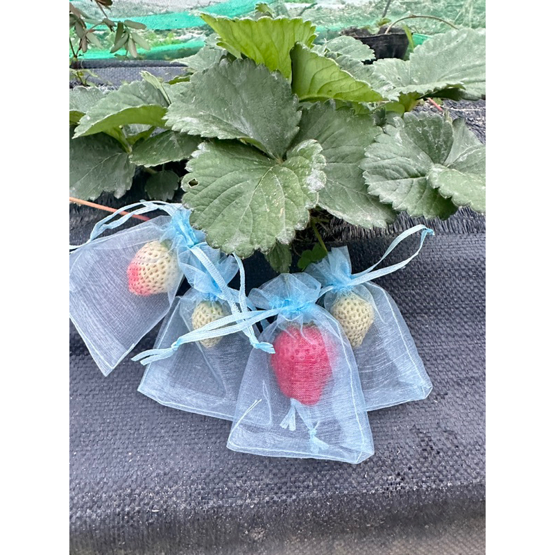 黑鑽-草莓-草莓苗-走莖苗—大苗-5-6寸紅盆