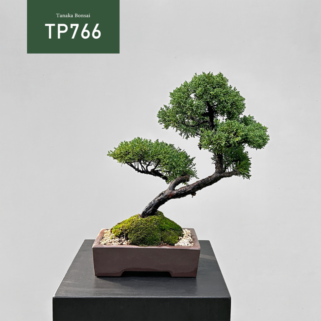 【Tanaka Bonsai】TP766 紀州真柏/鐵柏盆景｜松柏盆栽