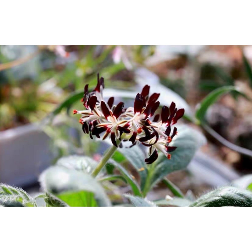 【塊根英雄】黑花洋葵種子/Pelargonium auritum/罕見的深色偏黑色花洋葵