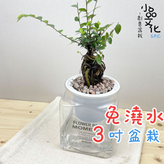 【小品文化】榆樹【現貨】3吋糖果免澆水盆栽 懶人盆栽 觀葉植物 室內植物 自動吸水 創意花盆 居家辦公盆花