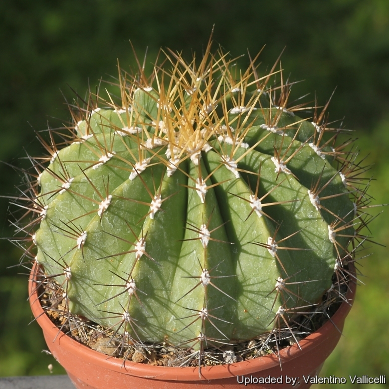 🌵Ferocactus屬 仙人掌｜黃彩玉 降台穩根品｜Ferocactus schwarzii