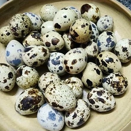 鵪鶉種蛋，一組15顆，限自取。