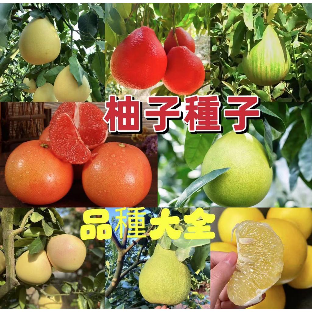 🌻向友農種業🌻【柚子種子】 品種大全暹羅紅柚子種子 花皮柚子種子  可盆栽發芽率100%易種植多年生 多買多送