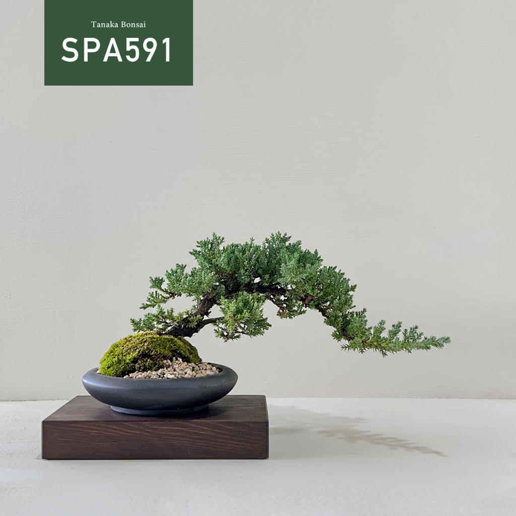 【Tanaka Bonsai】SPA591 珍珠柏盆景(不含木墊片）｜松柏盆栽
