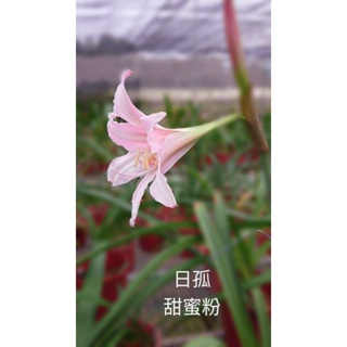 **孤挺花**日本孤挺花，甜蜜粉（無毒素病）