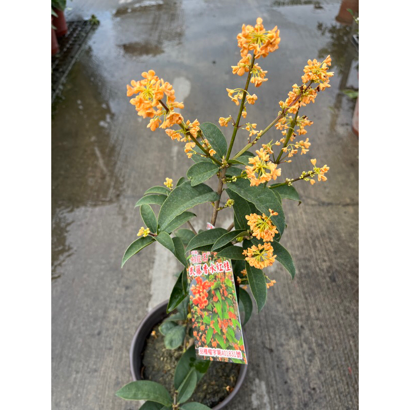 武藤 香水紅桂花｜6吋盆｜香花小喬木⋯