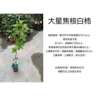 心栽花坊-大星焦核白柿/大星白柿/4吋/冰淇淋果/嫁接苗/水果苗/售價800特價650