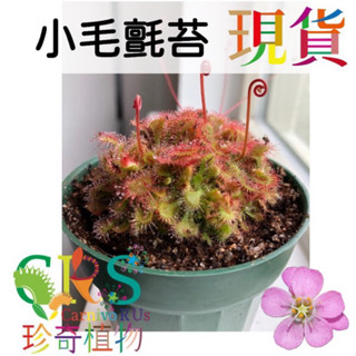 小毛氈苔 綜合毛氈苔賣場 食蟲植物 新手入門好種 捕蟲 吃蟲 捕蟲草 捕蟲堇 豬籠草 狸藻 捕蠅草