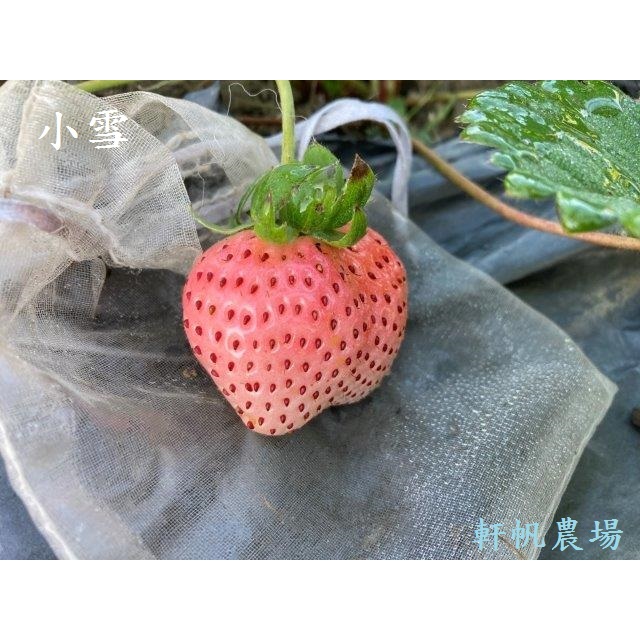 草莓苗   白草莓  小雪(粉紅系) 軒帆農場