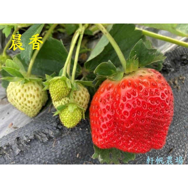 草莓苗  晨香草莓  軒帆農場