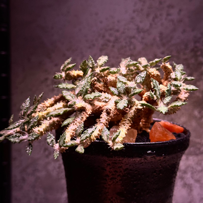 Euphorbia tulearensis 圖拉大戟|原產
