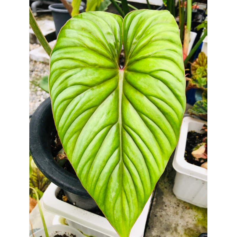 《摩西保羅》肌肉普洛蔓綠絨 Philodendron plowmanii 極致肌肉紋理葉脈表現 僅此一株 經典觀葉植物