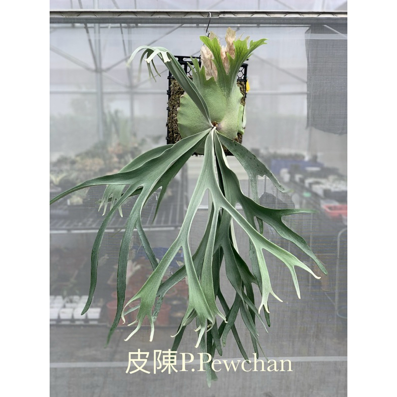 🌱愛客森🌱 皮陳P.Pewchan 鹿角蕨