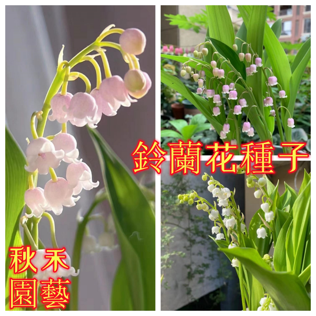 🌷鈴蘭花種子🌷 一元一粒 陽台庭院  花開超美 盆栽四季開花濃香好養花卉