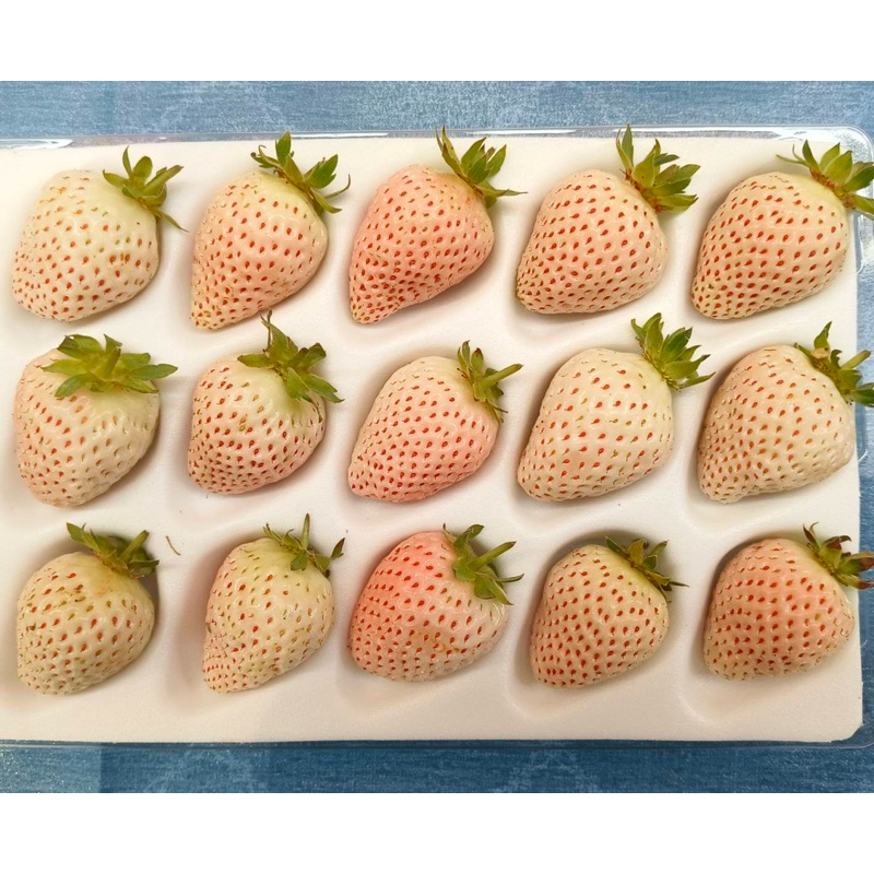《 溫室無毒🐰雪兔白草莓🍓 》 #季節限定 #無毒栽種