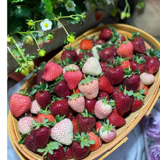 ✨✨【草莓種子】四季草莓籽 盆栽種子 陽台庭院綠植 當年結果 四季易種