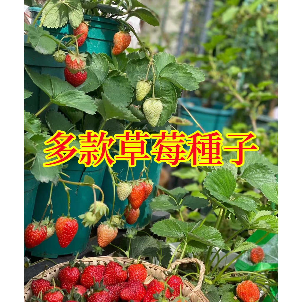 🌱【馥郁】超多款草莓種子 紅顏草莓 奶油草莓 黃心草莓 爬藤草莓 可食用四季結果