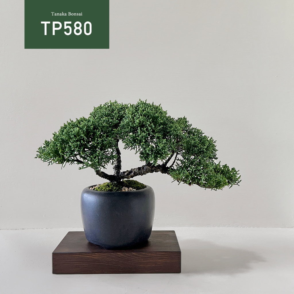 【Tanaka Bonsai】TP580 紀州真柏/鐵柏盆景（不含木墊片）｜松柏盆栽