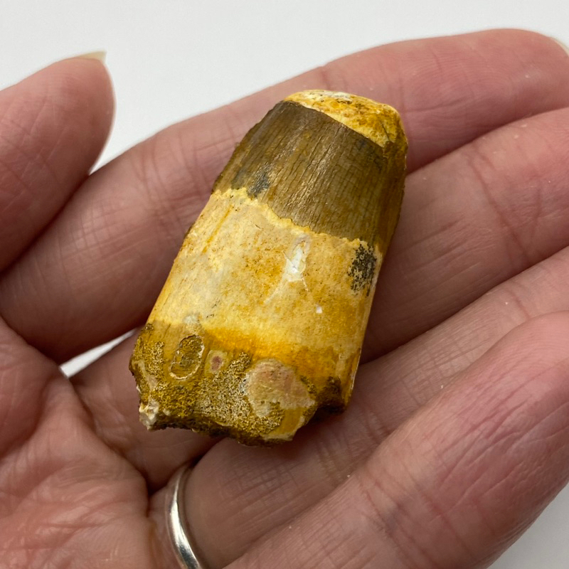 棘龍牙齒化石-後牙#00009 恐龍牙齒化石 古生物 侏羅紀世界 教材教育 獸腳目 禮物