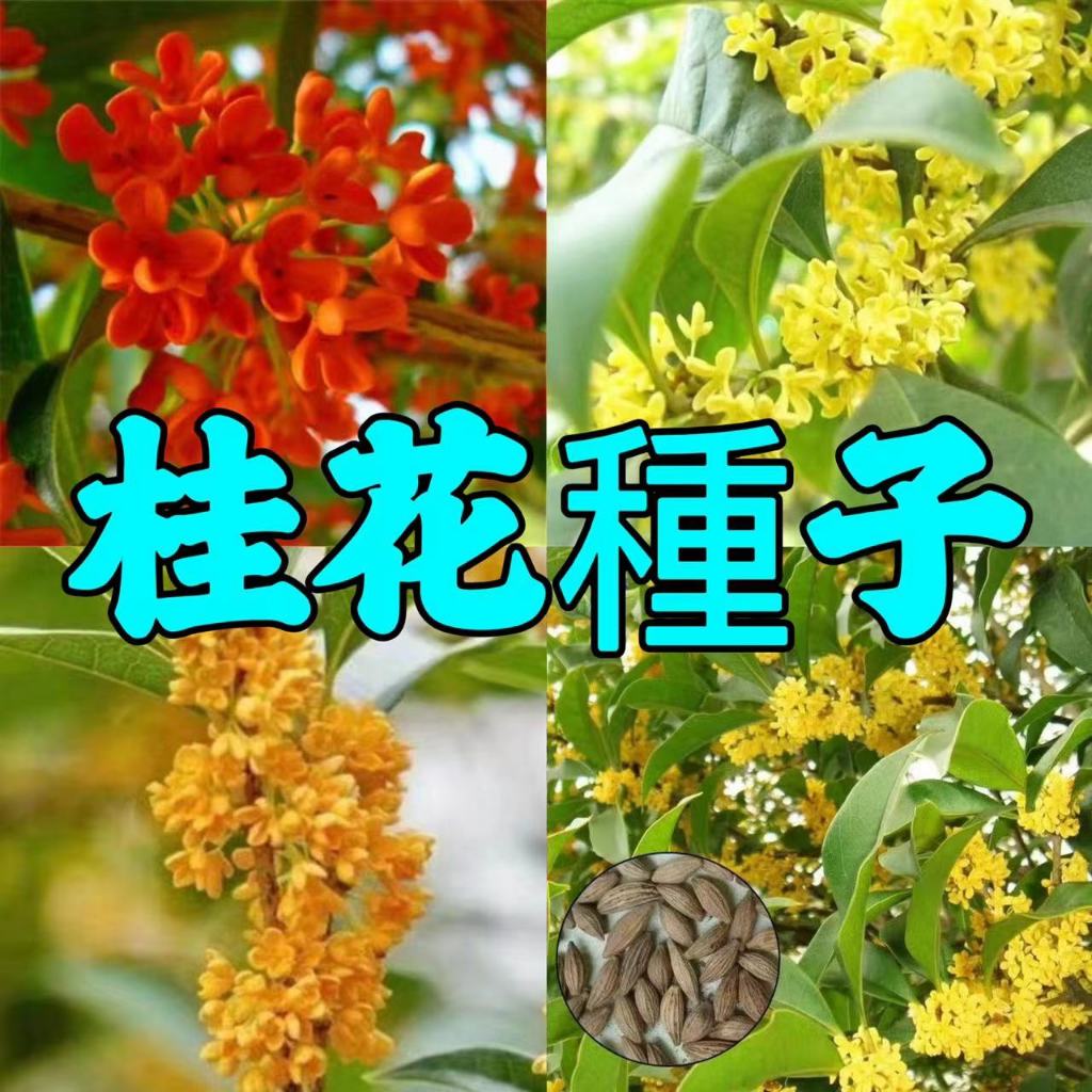 下殺 免運 💎桂花種子💎 四季種植 桂花種子 金桂沉香 銀桂 金桂 桂花種子 四季桂種子 陽台庭院盆栽 開發票 收據