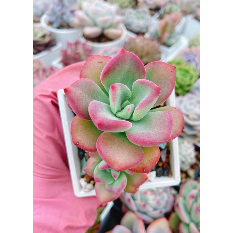 💕貳參幸福多肉💕 紅絲絨 多肉植物
