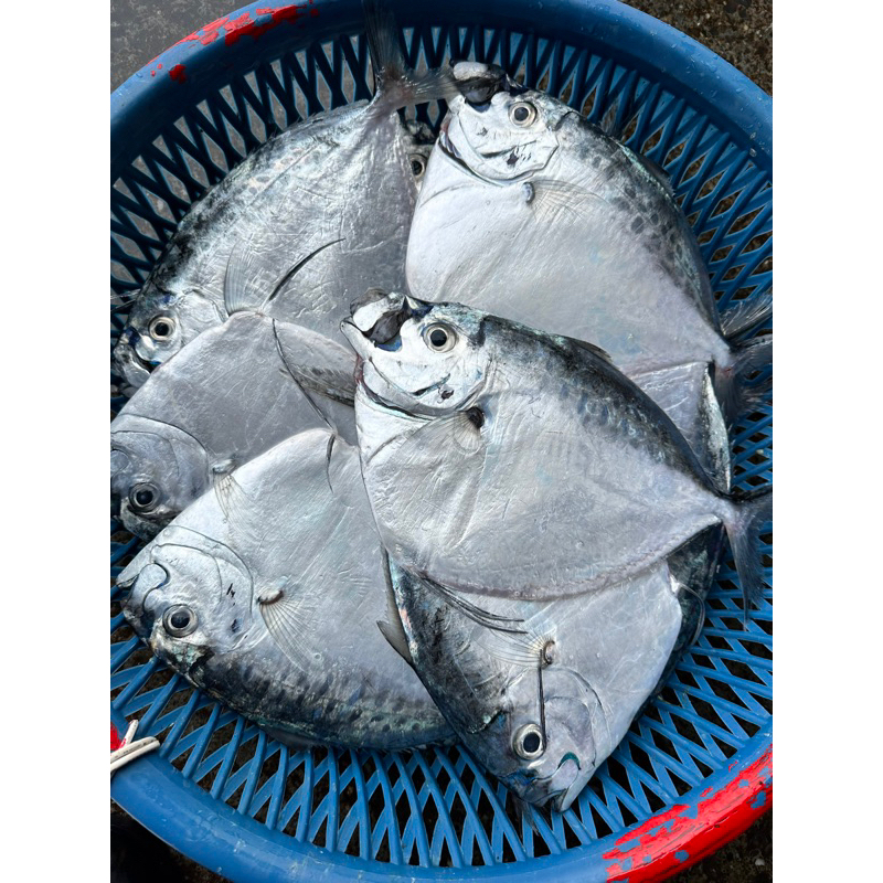 「現」藍海鮮魚-大溪漁港現流「皮刀 皮刀魚 菜刀魚」