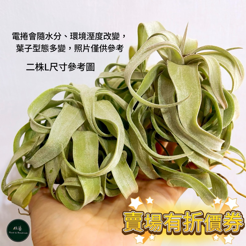 植藝-電捲燙 ✧捲捲頭✧ Tillandsia streptophylla 電燙捲 電捲 空氣鳳梨 空鳳 空氣草