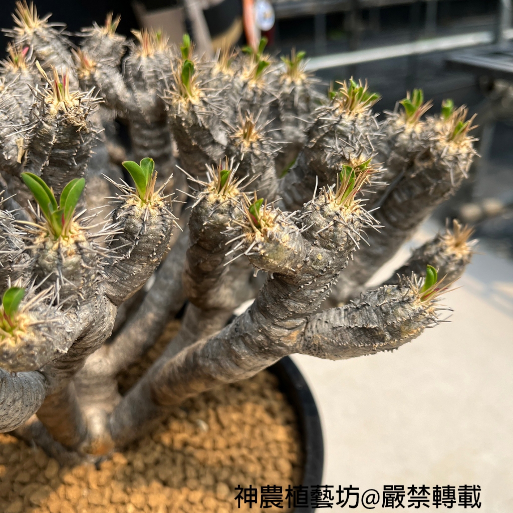 0308《實拍》 鬼棲閣 【Euphorbia guillauminiana】  神農植藝坊★