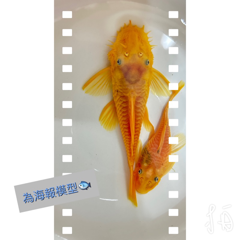 柏諺水族工作室🐟藍眼鬍子仔魚海報模型🐟