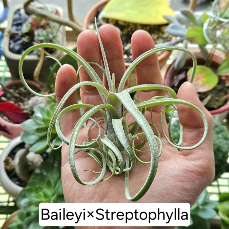 〔鳳梨草手〕空氣鳳梨-Baileyi×Streptophylla(PF)貝利益×電捲(PF)，懶人植栽 空氣草 吊掛植物
