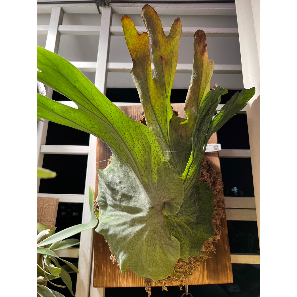 安地斯+巨大鹿角蕨 鹿角蕨上板 室內植物 新居落成