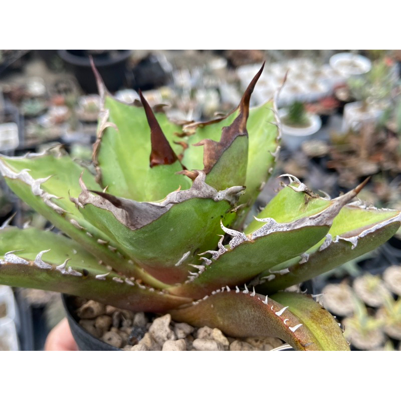 白排刺 嚴龍 agave titanota 龍舌蘭 / 3.5吋 /奧莉諾多肉園