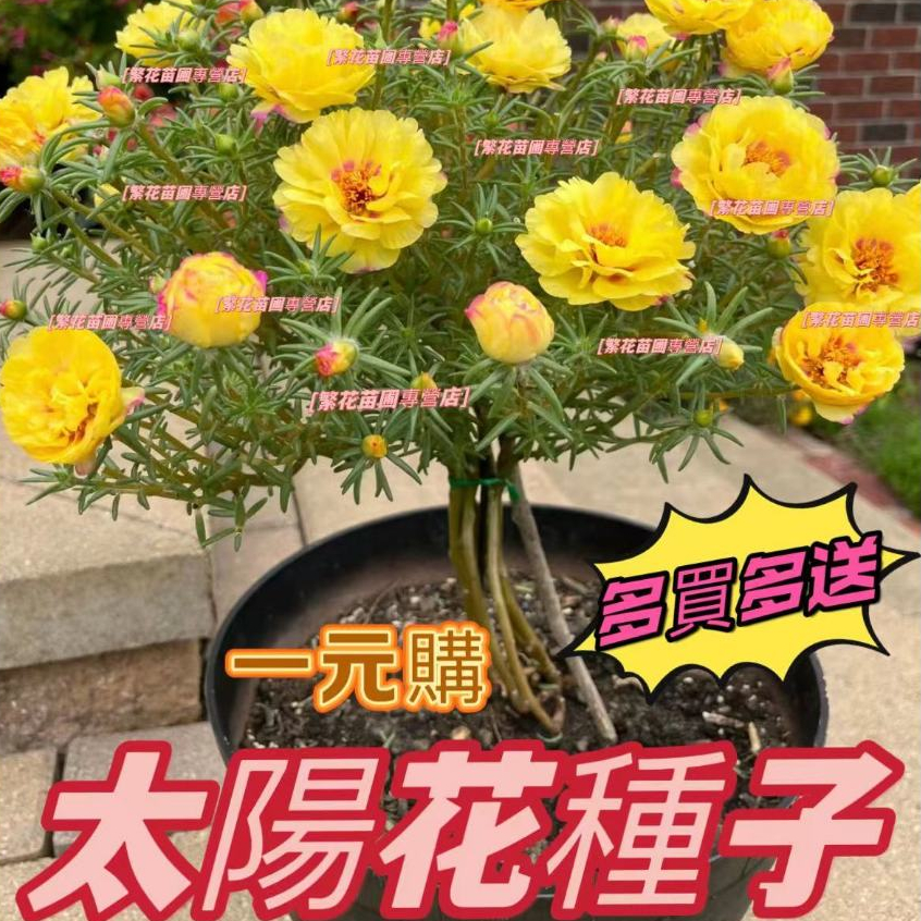 🔥【精品太陽花種子】重瓣太陽花種籽 四季播種 松葉牡丹 見土易活 開花不斷 室內外陽臺種植 四季花卉種子  觀賞花卉種子