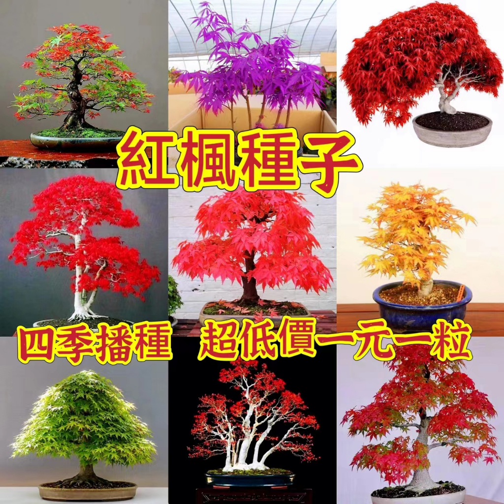 🍓【免運大熱銷】四季可種 紅楓葉 (種子) 黃金楓 青楓 藍楓樹種子) 紫 衫紅 楓 三 角 楓樹種子 中國紅楓 美國紅