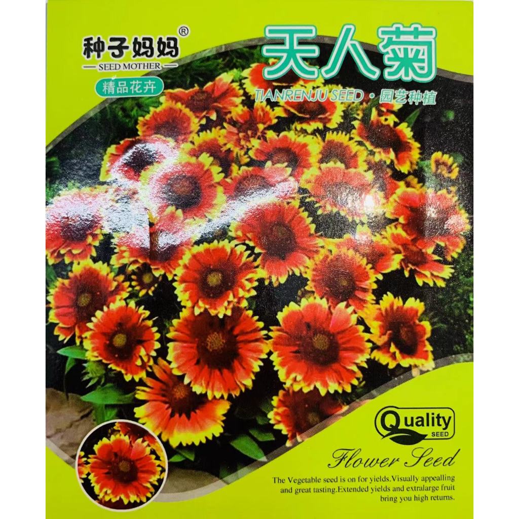 【原包裝正品】包對版包發芽 天人菊種子 四季花卉 精品打造花海易種  原種正品保障