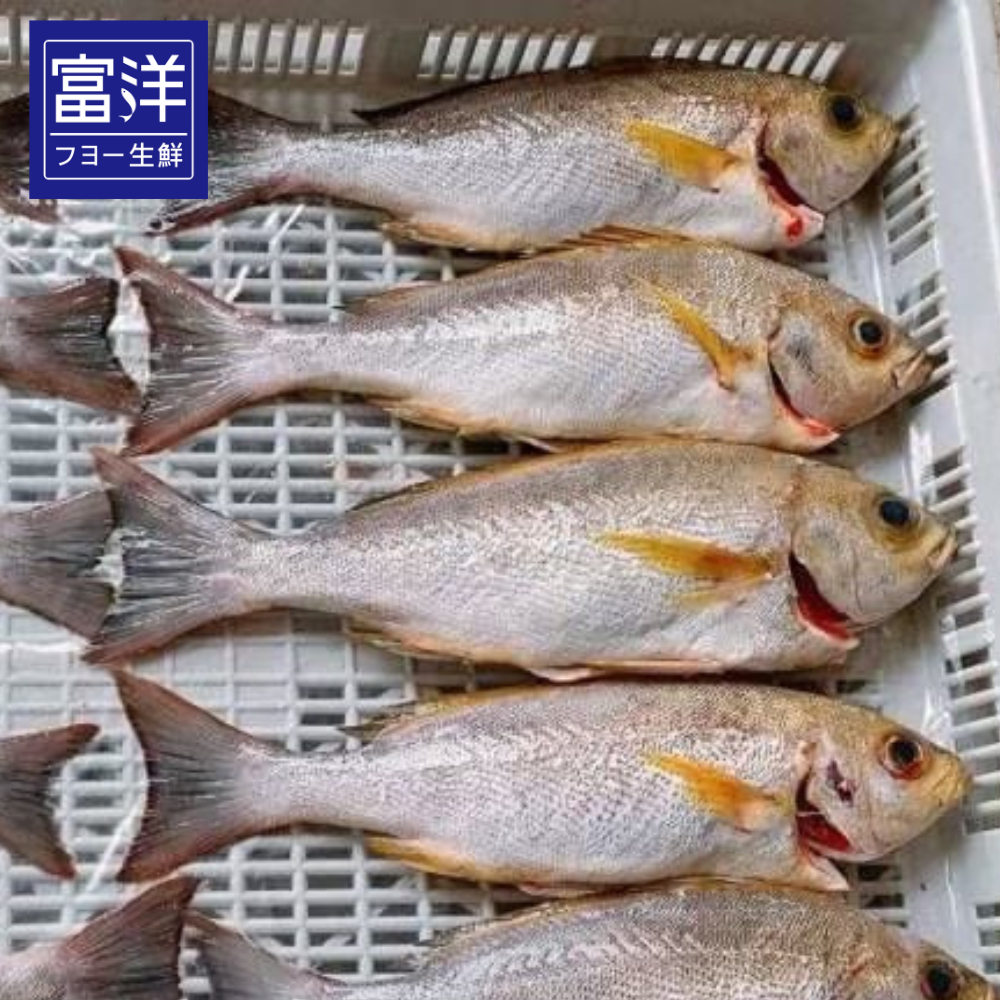 『富洋生鮮』澎湖野生黃雞魚185-250g/隻 黃雞魚250-335g/隻 黃雞魚350-410g/隻