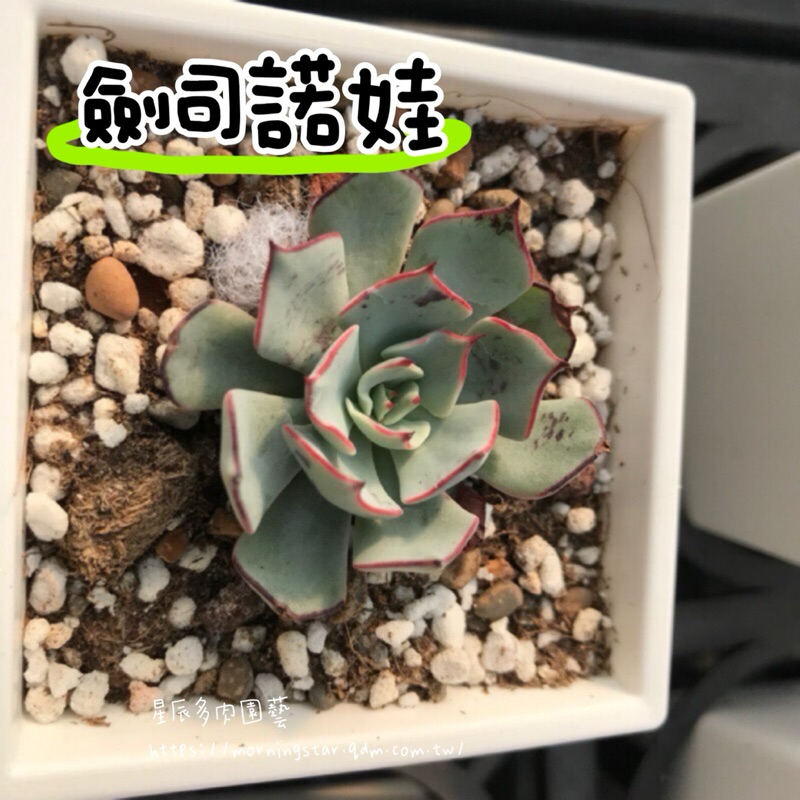 【星辰多肉】劍司諾娃  植株大小如圖  三吋 穩根連盆寄送。多肉植物，療癒，觀葉，多肉。（寄送會掉葉，可接受再下單）